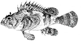 Scorpaena porcus_claves.jpg